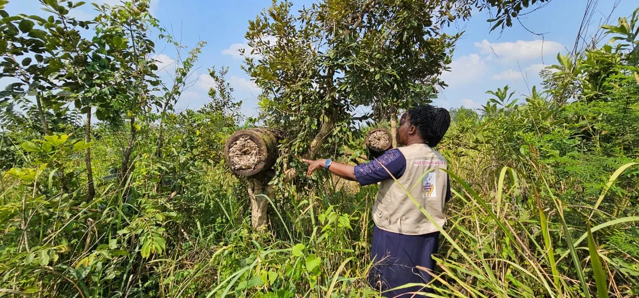 Beehive inspection under agro-forestry initiatives